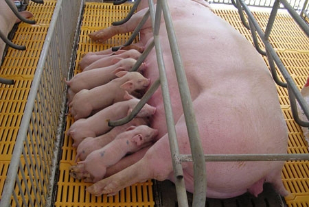 Cần chăm sóc tốt lợn nái sắp sinh và sau khi sinh