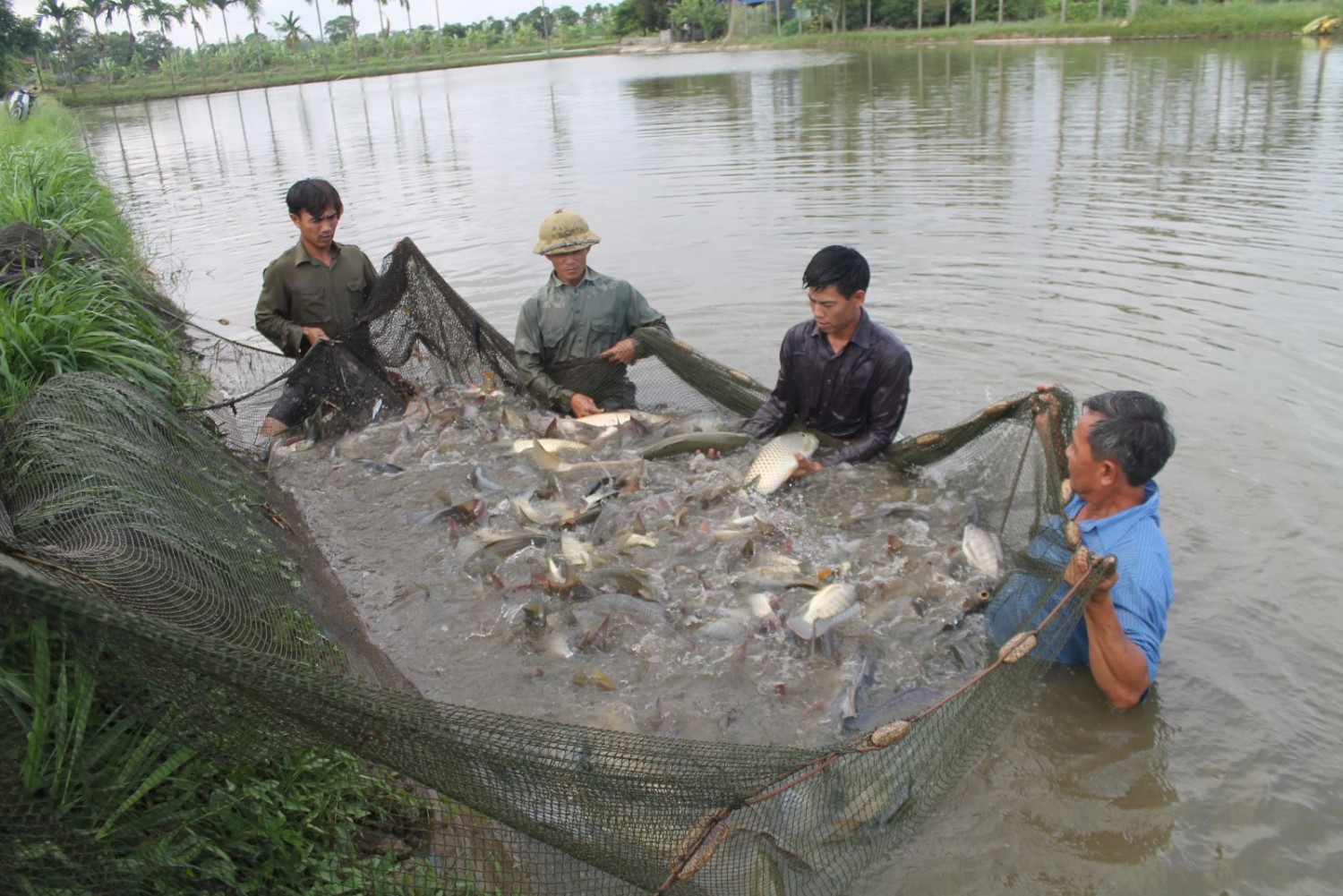 Nguyên tắc 5 đúng trong phòng và trị bệnh thủy sản