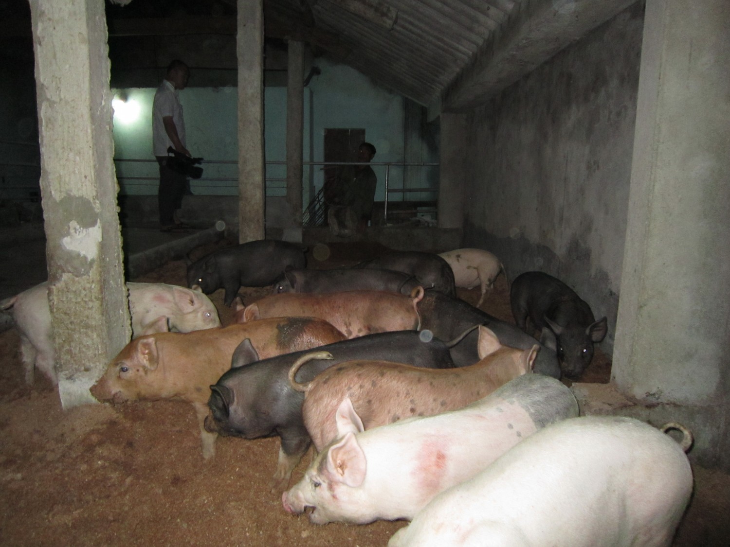 Hội nông dân phường Nghi Hương Thị xã Cửa Lò khuyến khích hội viên chăn nuôi gà, lợn an toàn có sử dụng đệm lót sinh học và công trình Biogas để xử lý chất thải bảo vệ môi trường.