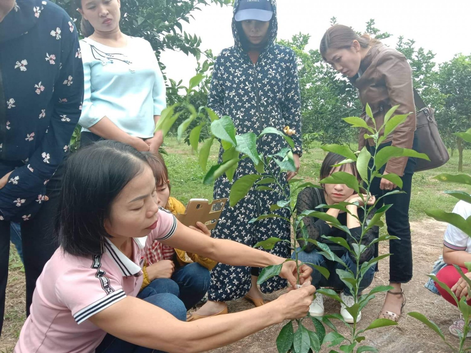 Nghĩa Đàn tập huấn kỹ thuật trồng cây có múi cho cán bộ khuyến nông.