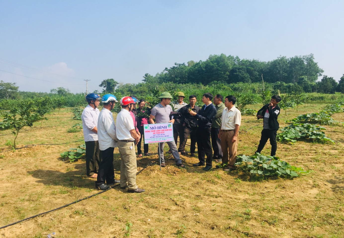 Kết quả bước đầu mô hình trồng cam thâm canh đảm bảo vệ sinh an toàn thực phẩm tại xã Tân An huyện Tân Kỳ