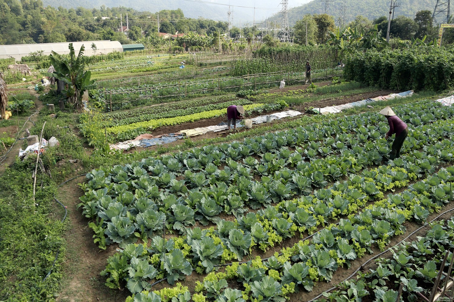 Tăng cường hoạt động kỹ thuật hỗ trợ bà con khôi phục sản xuất rau màu sau mưa lụt