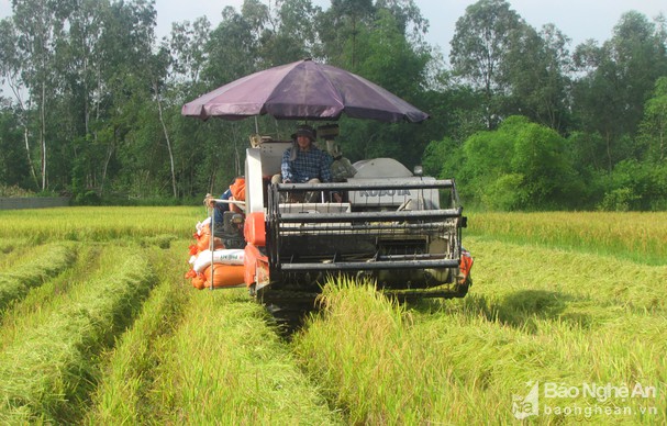 Nghệ An: Hỗ trợ phí bảo hiểm cho 8 huyện về cây lúa và 6 huyện về trâu, bò