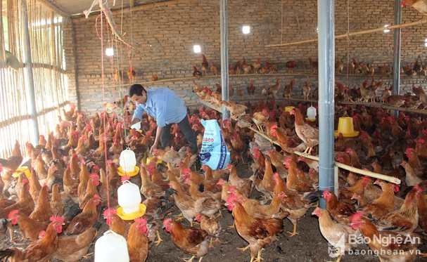 Nông dân Anh Sơn nhân rộng mô hình nuôi gà trên nền đệm lót sinh học