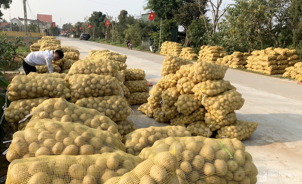Nghệ An: Khoai tây được mùa được giá, nông dân phấn khởi