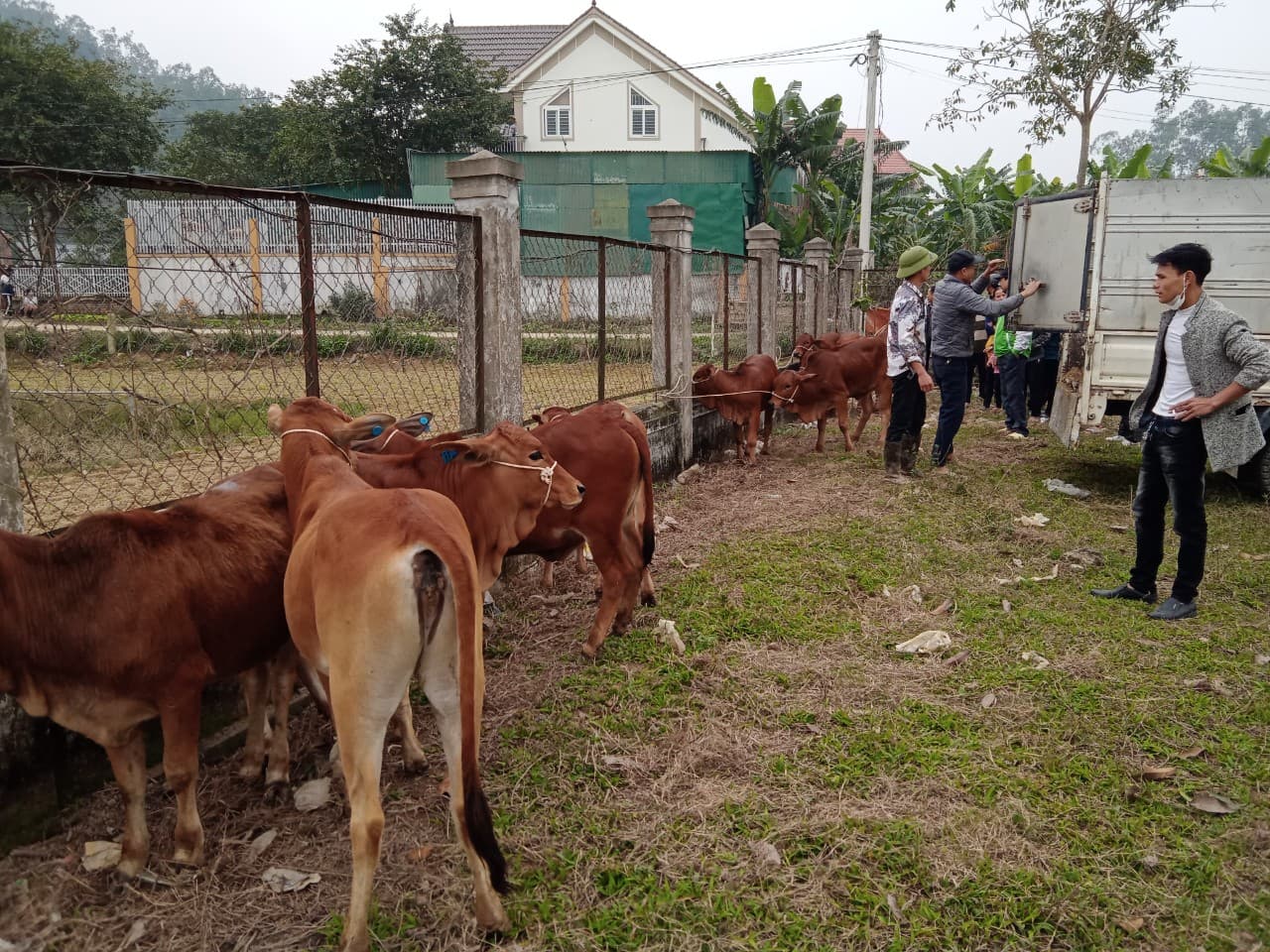 Nam Đàn trao bò sinh sản cho mô hình khuyến nông phục vụ người nghèo