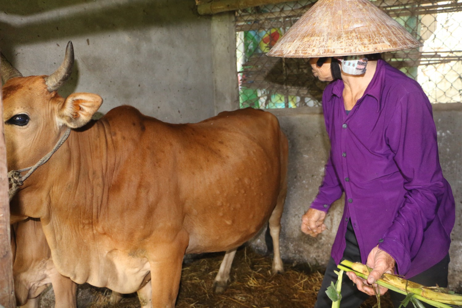 Thành phố Vinh công bố dịch Viêm da nổi u cục trâu bò trên địa bàn Nghi Liên