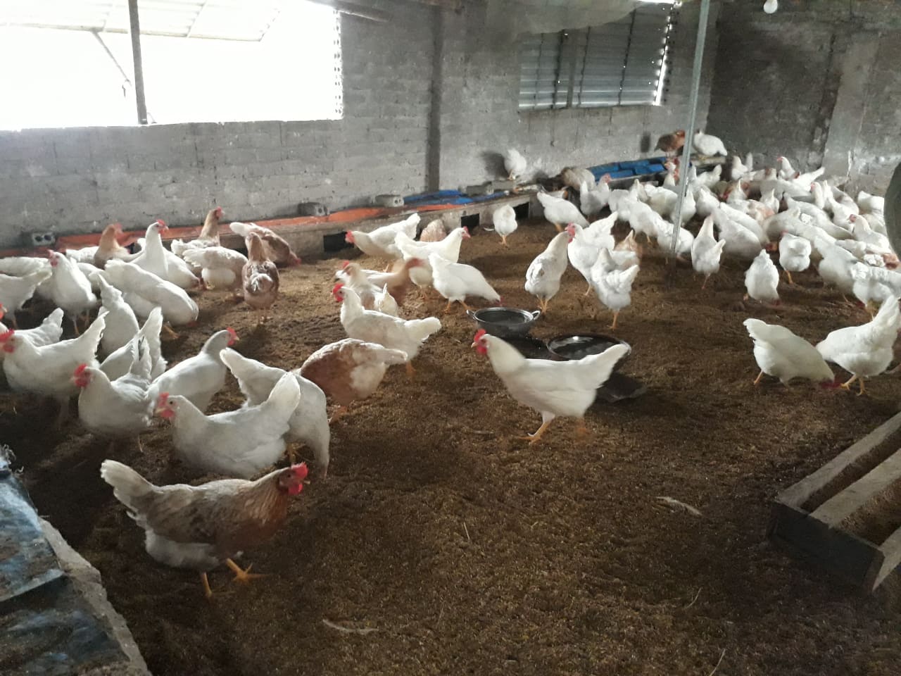 Mô hình chăn nuôi gà sinh sản giống mới an toàn sinh học cho hiệu quả  kinh tế cao