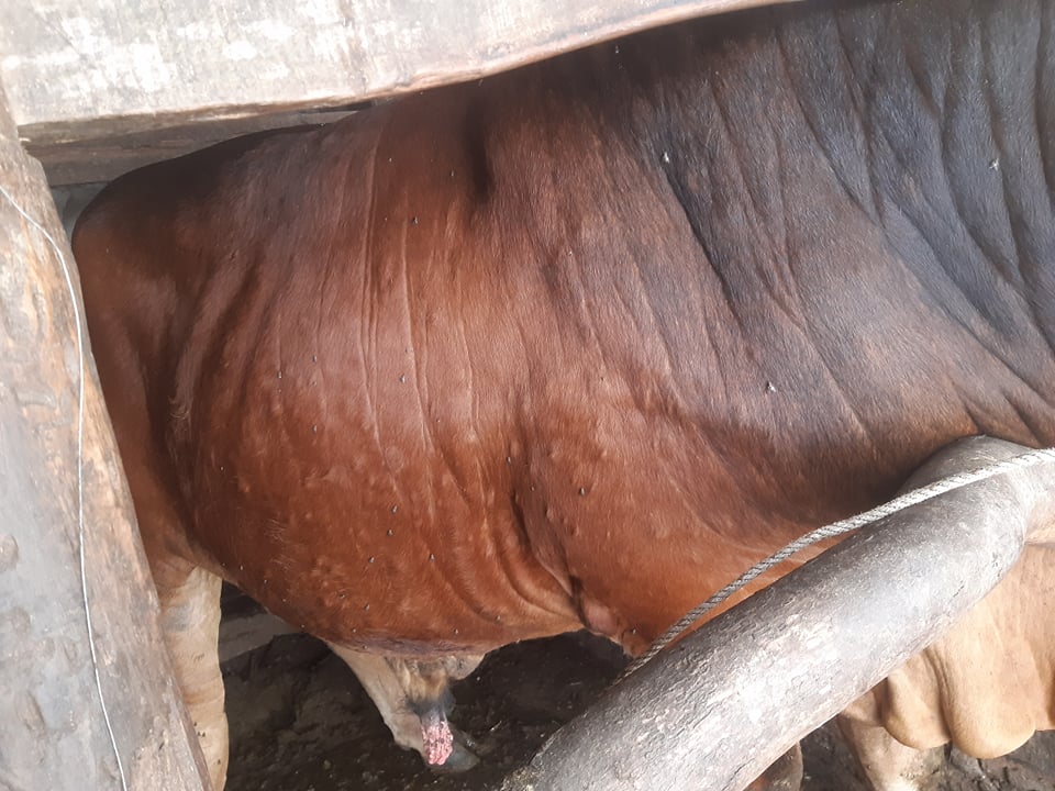 Thị xã Cửa Lò xuất hiện bệnh viêm da nổi cục (VDNC) trên bò tại phường Nghi Hòa