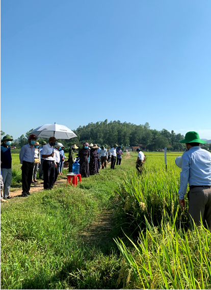 Trung tâm DVNN huyện Nghi Lộc tổ chức hội thảo đầu bờ đánh giá kết quả mô hình của giống lúa LP5