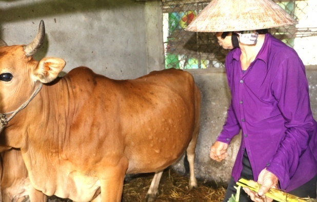 Chủ động phòng chống bệnh viêm da nổi cục trâu, bò