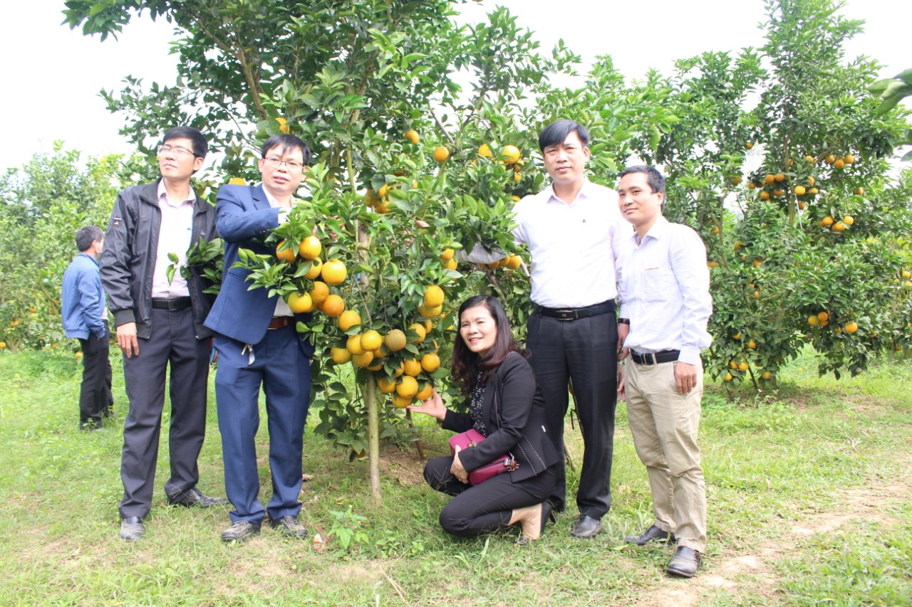 Trung tâm Khuyến nông Nghệ An tổ chức Tọa đàm “Xây dựng vườn cam mẫu ”