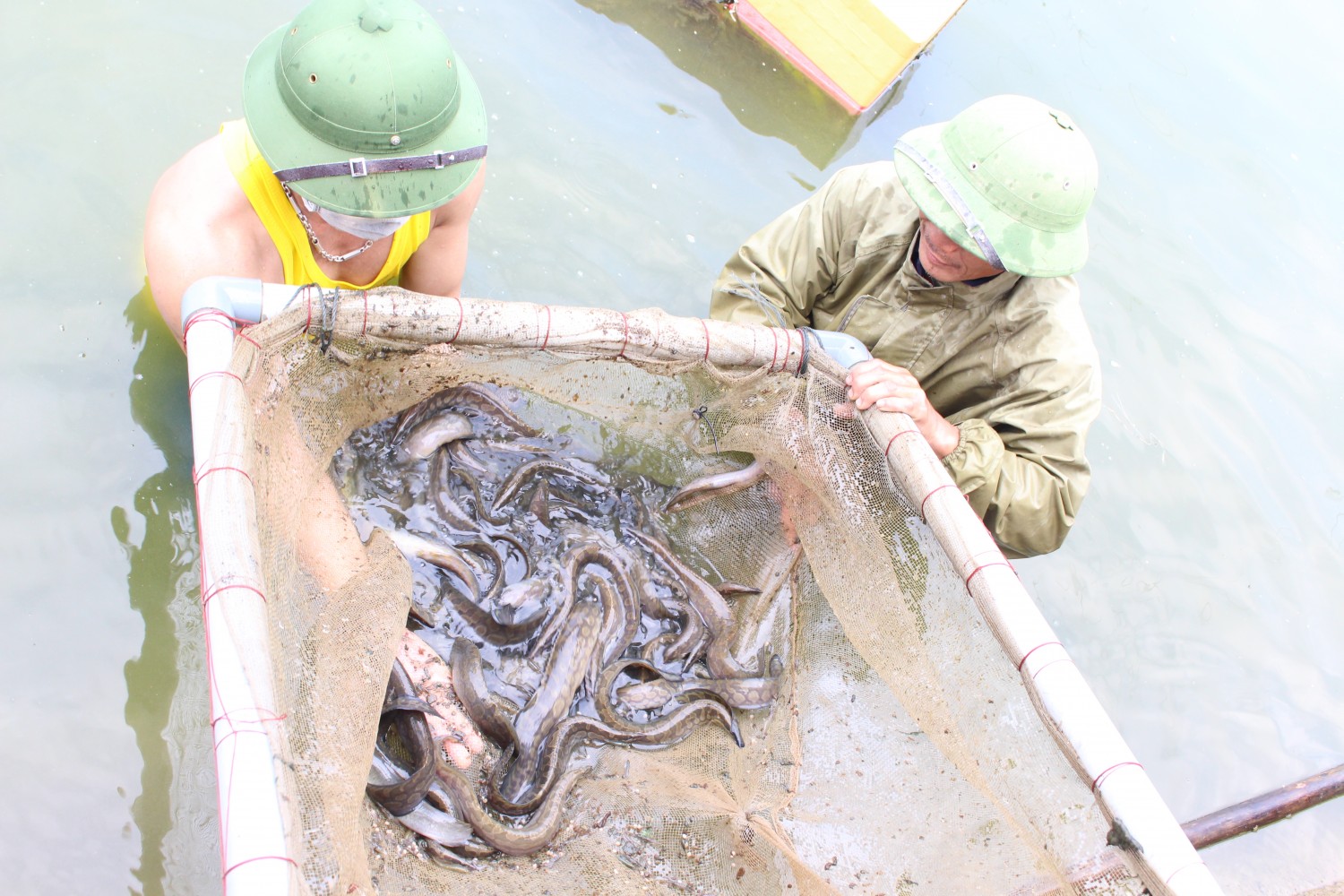 Đào ao đất nuôi kết hợp cá heo và chạch lấu một kỹ thuật đơn giản mà hiệu  quả không ngờ  Dân Việt