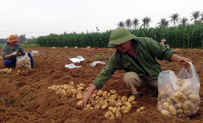 Hiệu quả từ mô hình trồng khoai tây vụ đông trên đất bãi ở Diễn Châu