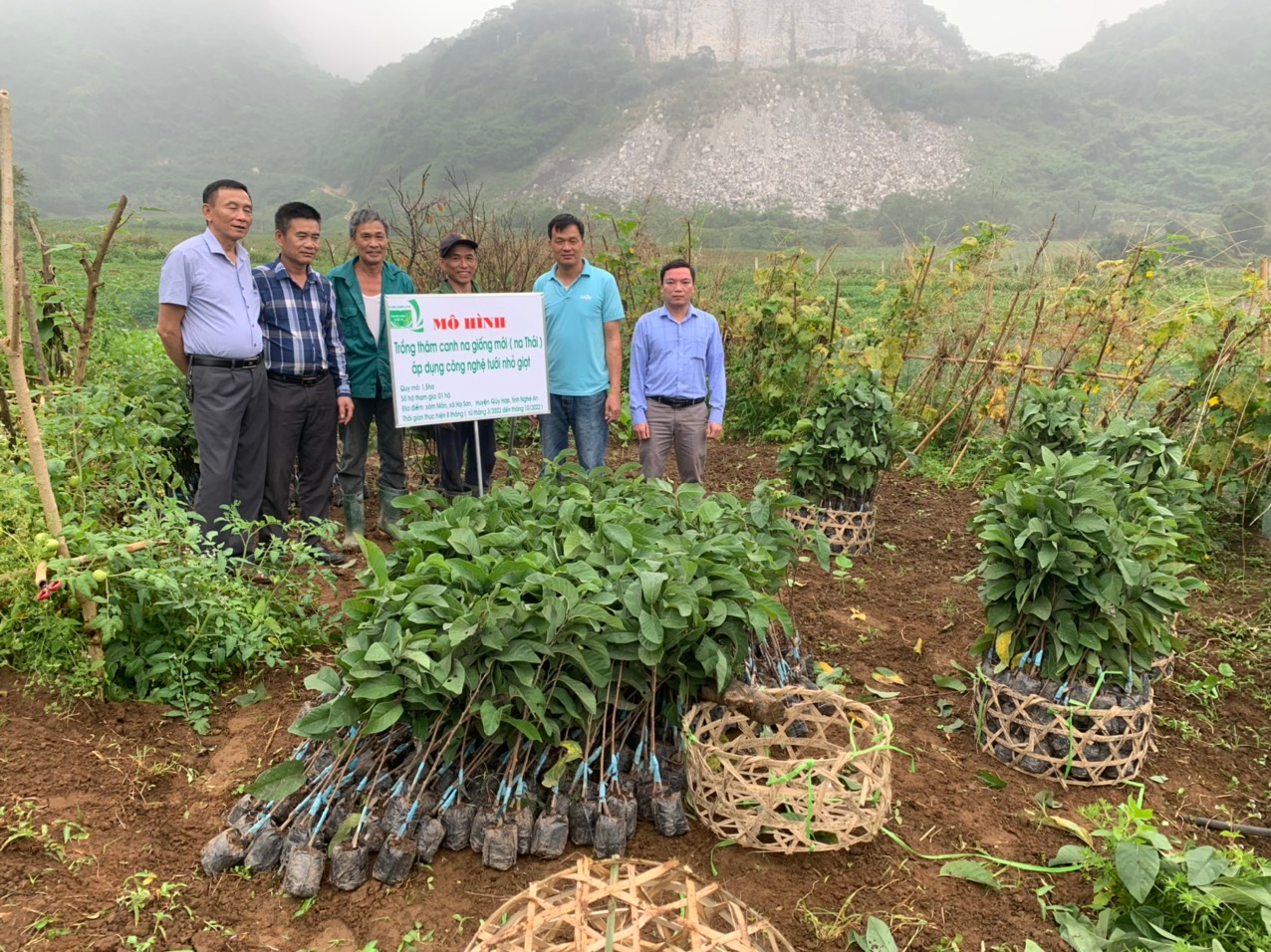 Mô hình trồng thâm canh na giống mới (na Thái) áp dụng công nghệ tưới nhỏ giọt ở Hạ Sơn