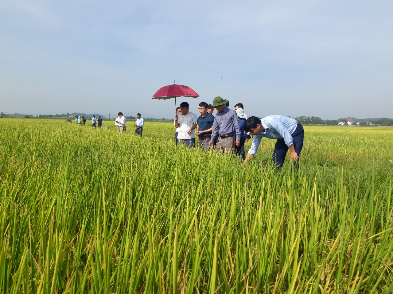 Trung tâm DVNN huyện Đô Lương tổ chức Hội thảo mô hình Thâm canh lúa chất lượng cao ST 25 gắn với bao tiêu sản phẩm