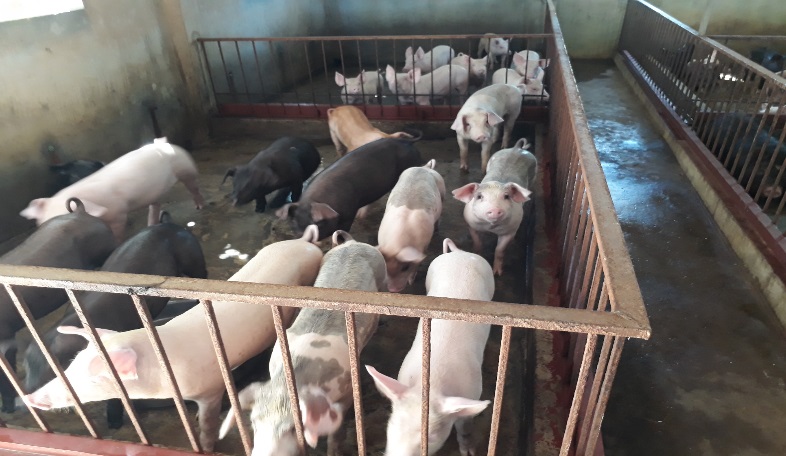 Hiệu quả từ mô hình nuôi lợn an toàn sinh học