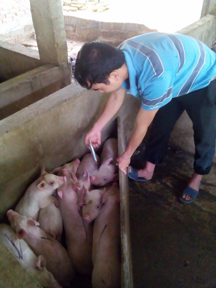 Phòng và điều trị bệnh suyễn ở lợn