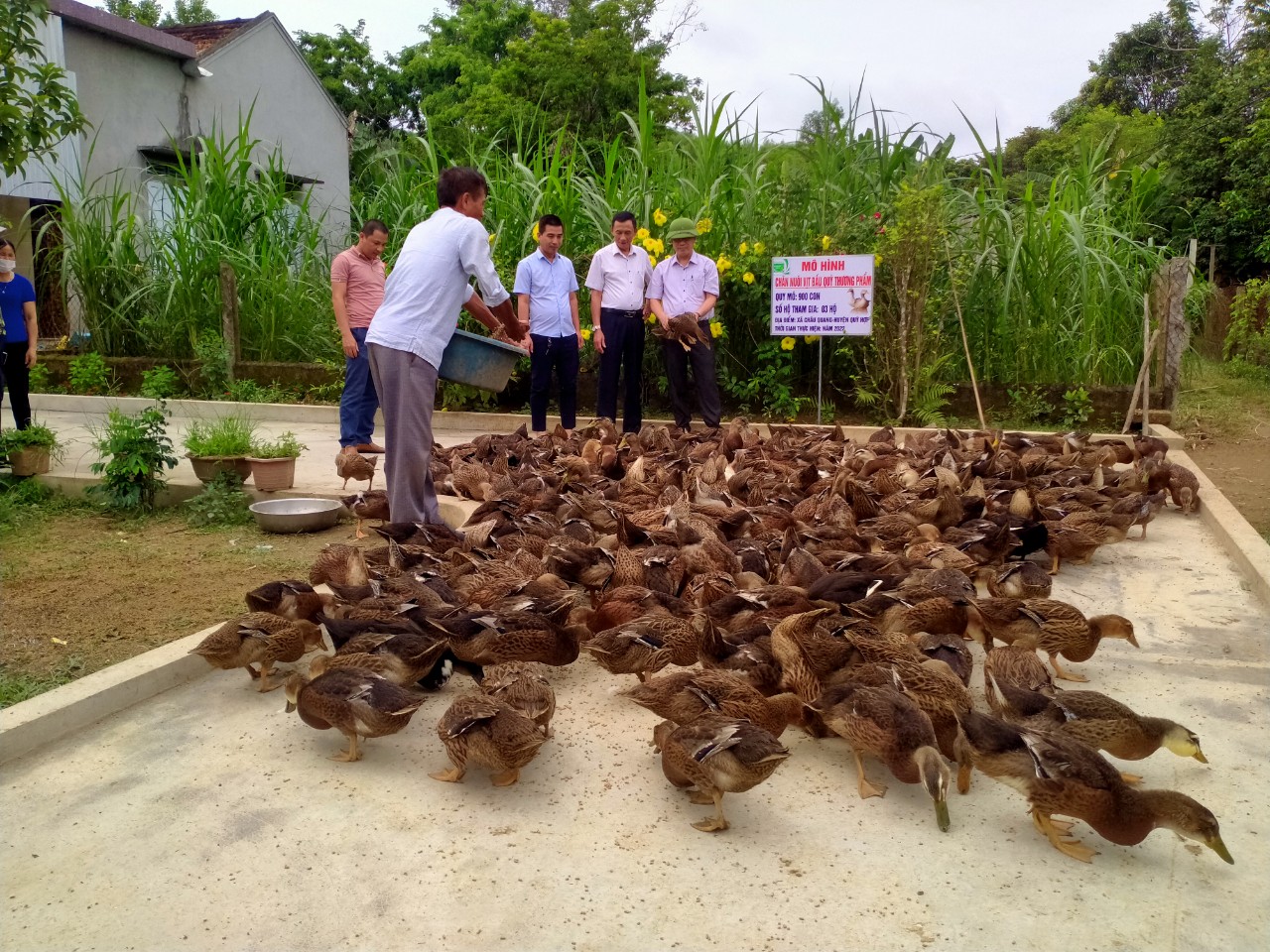 Hiệu quả mô hình nuôi vịt bầu Quỳ thương phẩm ở huyện Quỳ Hợp tỉnh Nghệ An