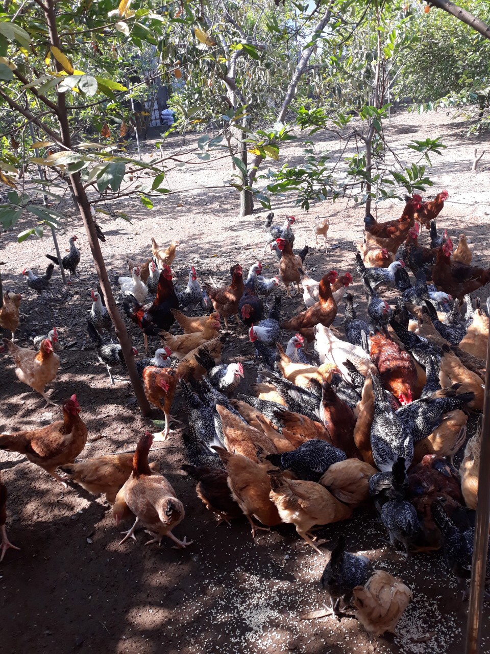 Thu nhập cao từ nuôi gà thịt thả vườn