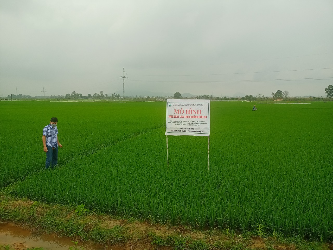 Kết quả mô hình sản xuất lúa theo hướng hữu cơ gắn tiêu thụ sản phẩm