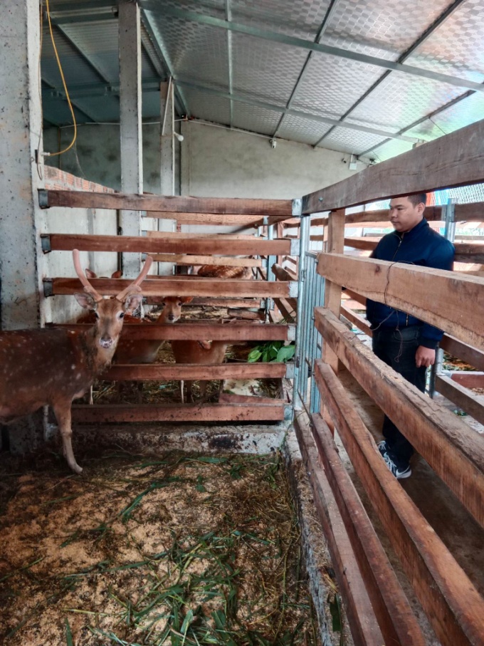 Triển vọng từ mô hình nuôi hươu sao lấy nhung có liên kết tiêu thụ sản phẩm tại Xóm Hùng Sơn - Thị trấn Nam Đàn - Huyện Nam Đàn.