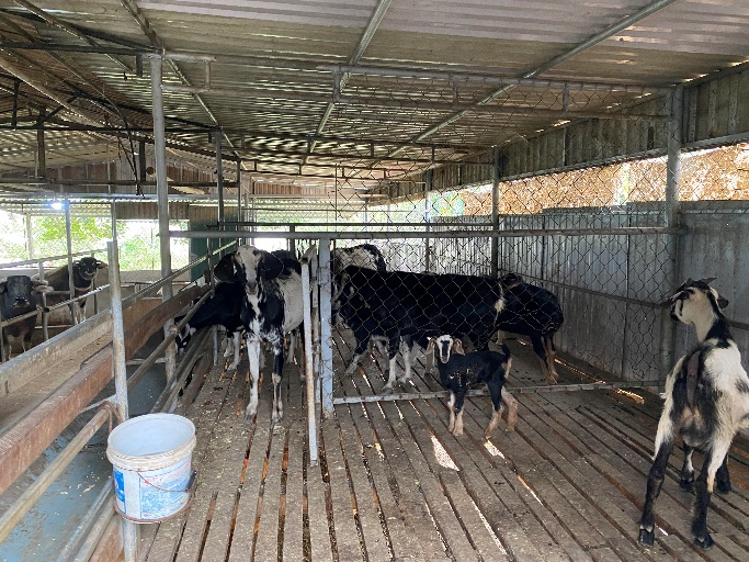 Chăn nuôi gia súc sinh sản: Động lực phát triển kinh tế cho xã Thượng Tân Lộc