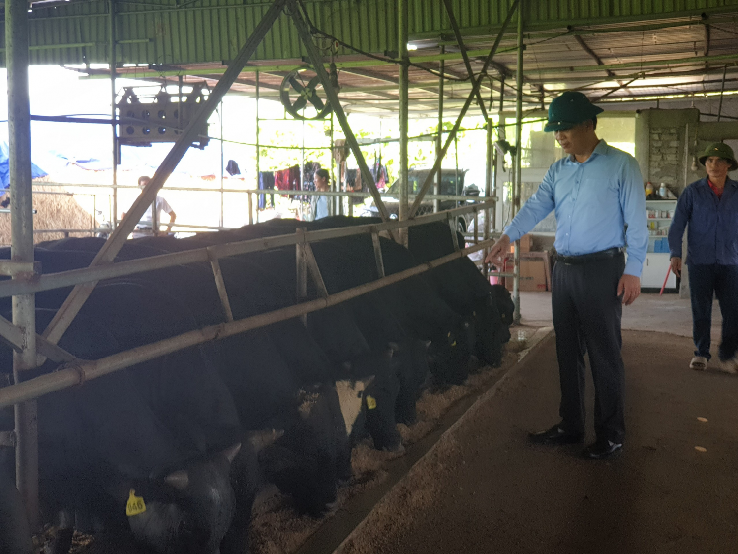 Thái Bình phát triển chăn nuôi bò thịt vỗ béo hướng sinh học