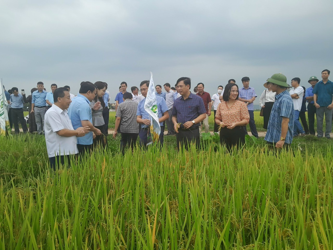 Hội thảo Sử dụng phân bón hữu cơ PAN trên cây lúa và cây chè