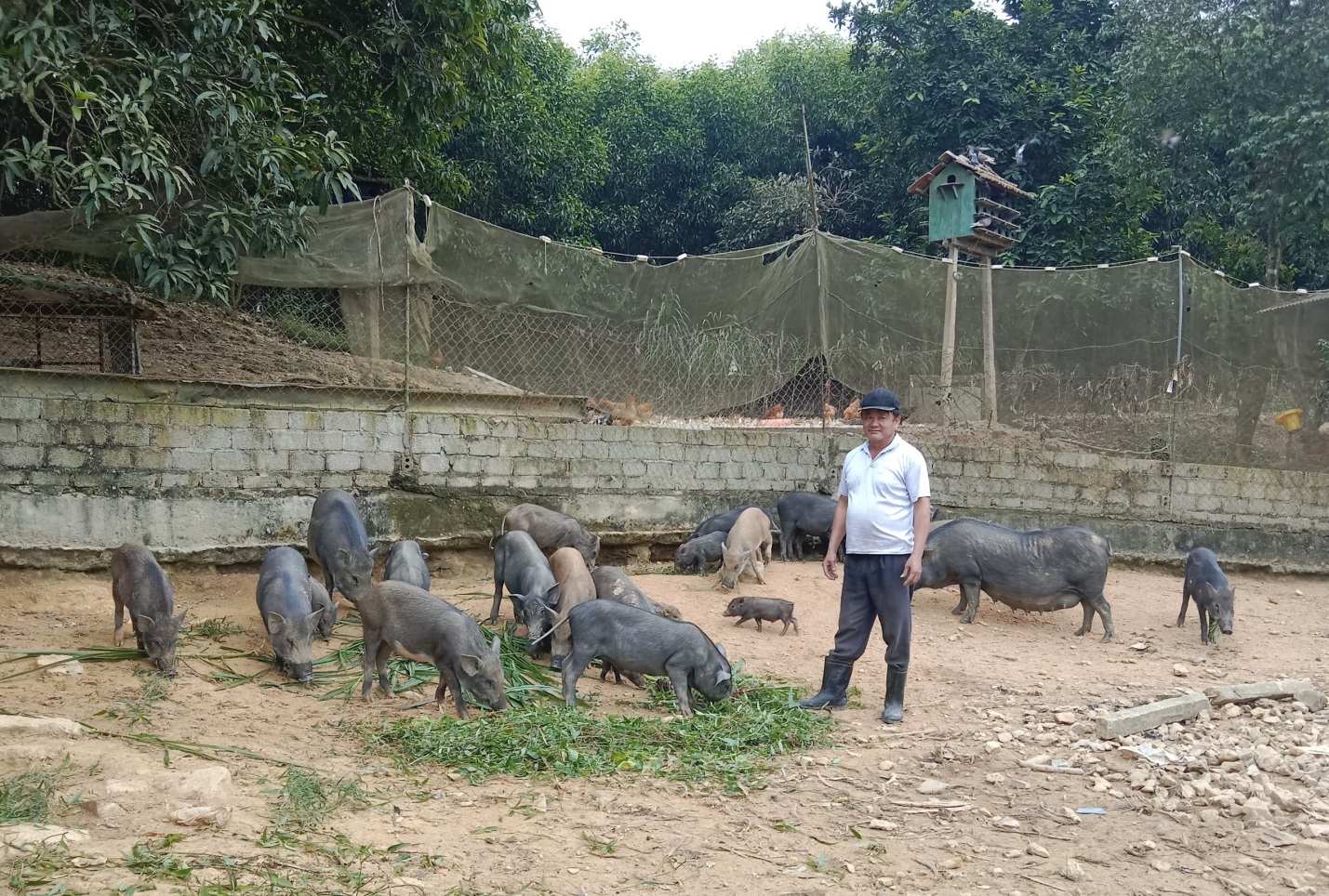Hiệu quả từ chăn nuôi lợn rừng ở Hợp tác xã Kỳ Sơn, huyện Tân Kỳ