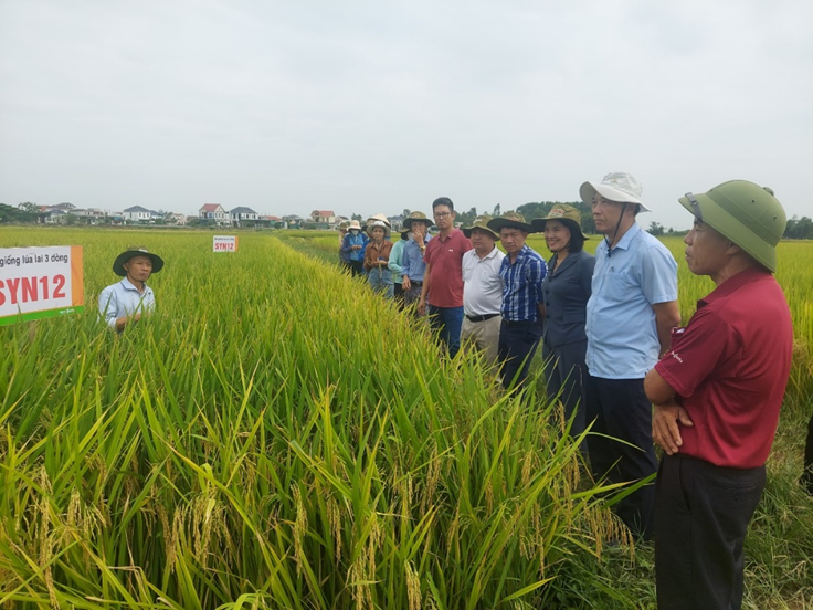 Làm gì để nâng cao hiệu quả sản xuất lúa hiện nay ở Nghệ An
