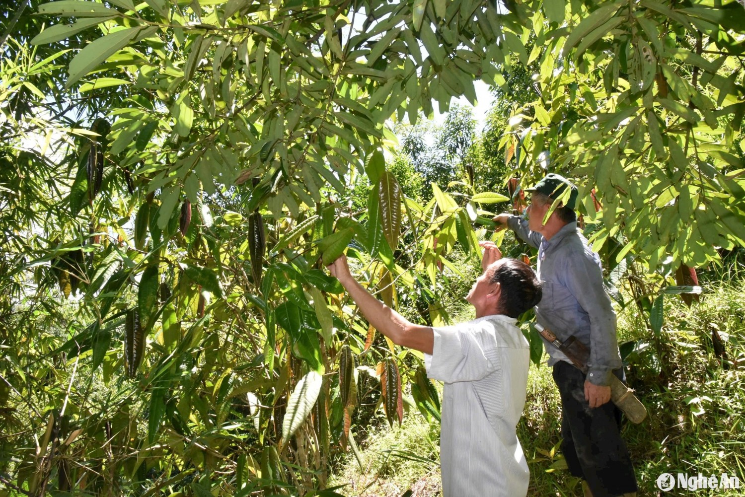 Người ươm thành công chè hoa vàng từ hạt ở Quế Phong