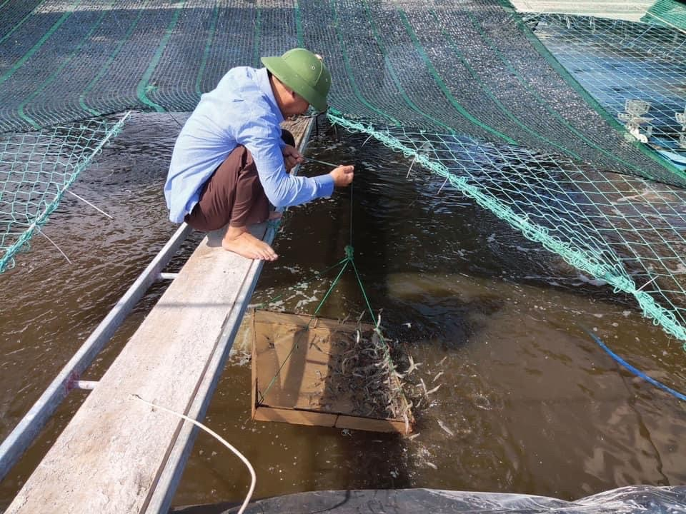 Kỹ thuật mới trong nuôi tôm công nghiệp tại các tỉnh ven biển phía Bắc