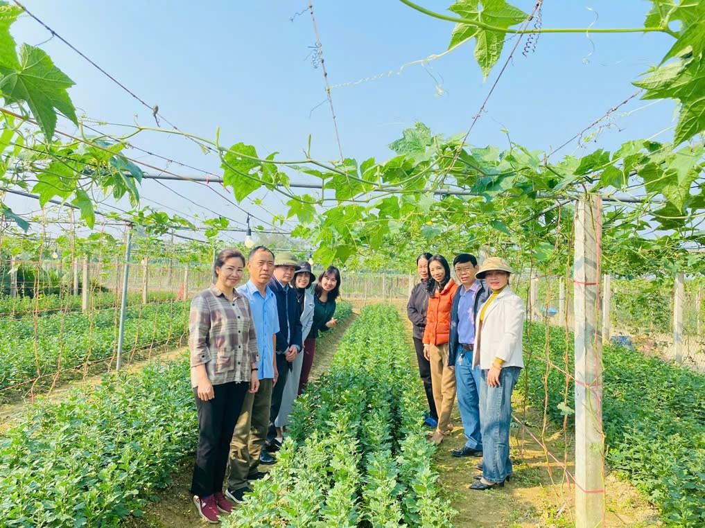 Nghiệm thu mô hình “Ứng dụng công nghệ chiếu sáng bằng đèn Led trong trồng thâm canh cây hoa Cúc vụ Đông 2024” tại Thành phố Vinh