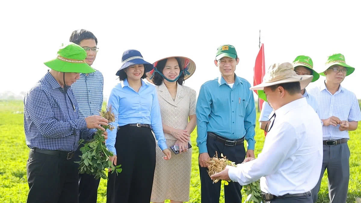 Phổ cập giống lạc chất lượng cao cho vùng Bắc Trung bộ