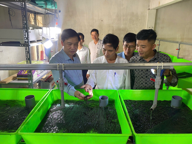 Hiệu quả mô hình nuôi lươn khép kín