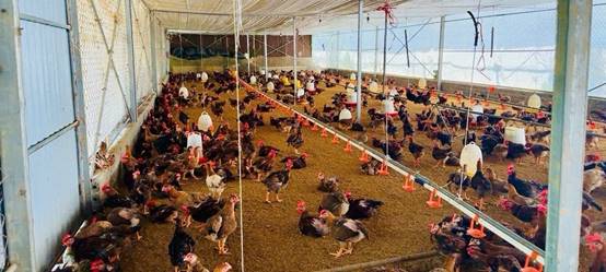 Một số định hướng công tác xây dựng mô hình Khuyến nông giai đoạn 2026 - 2030