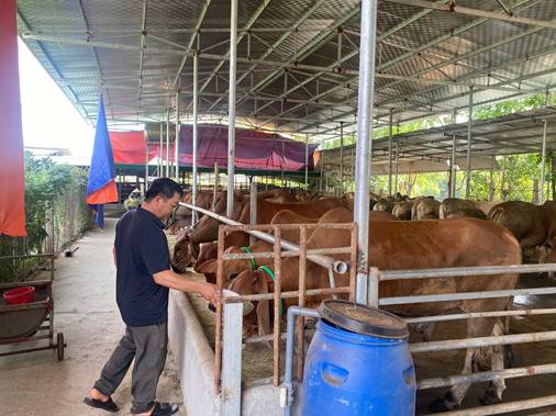 Làm giàu từ chăn nuôi bò thịt