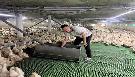 Hiệu quả chăn nuôi vịt ( giống Cherry) thương phẩm trên nền chuồng sàn