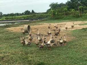 Hiệu quả mô hình nuôi ngỗng xám thương phẩm an toàn sinh học tại xã Quỳnh Lưu, tỉnh Nghệ An