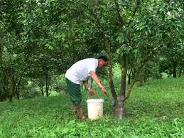 Một số biện pháp khắc phục vườn cây ăn quả có múi sau mưa lũ