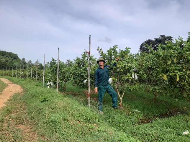 Hiệu quả từ mô hình chuyển đổi cơ cấu cây trồng, vật nuôi