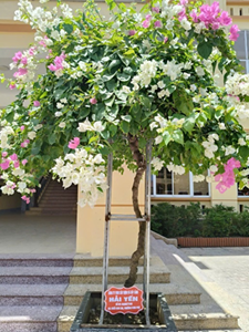 Gương người phụ nữ làm kinh tế giỏi, đi đầu trong mọi phong trào và hoạt động của địa phương