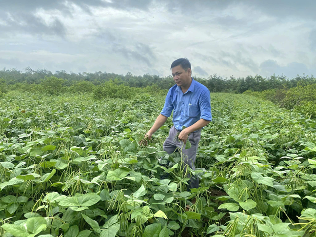 Trồng thâm canh cây đậu xanh theo tiêu chuẩn VietGAP: Mô hình vàng của nông nghiệp liên kết