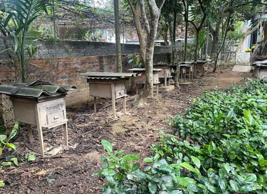 Thương binh vượt khó vươn lên từ nghề nuoi ong lấy mật