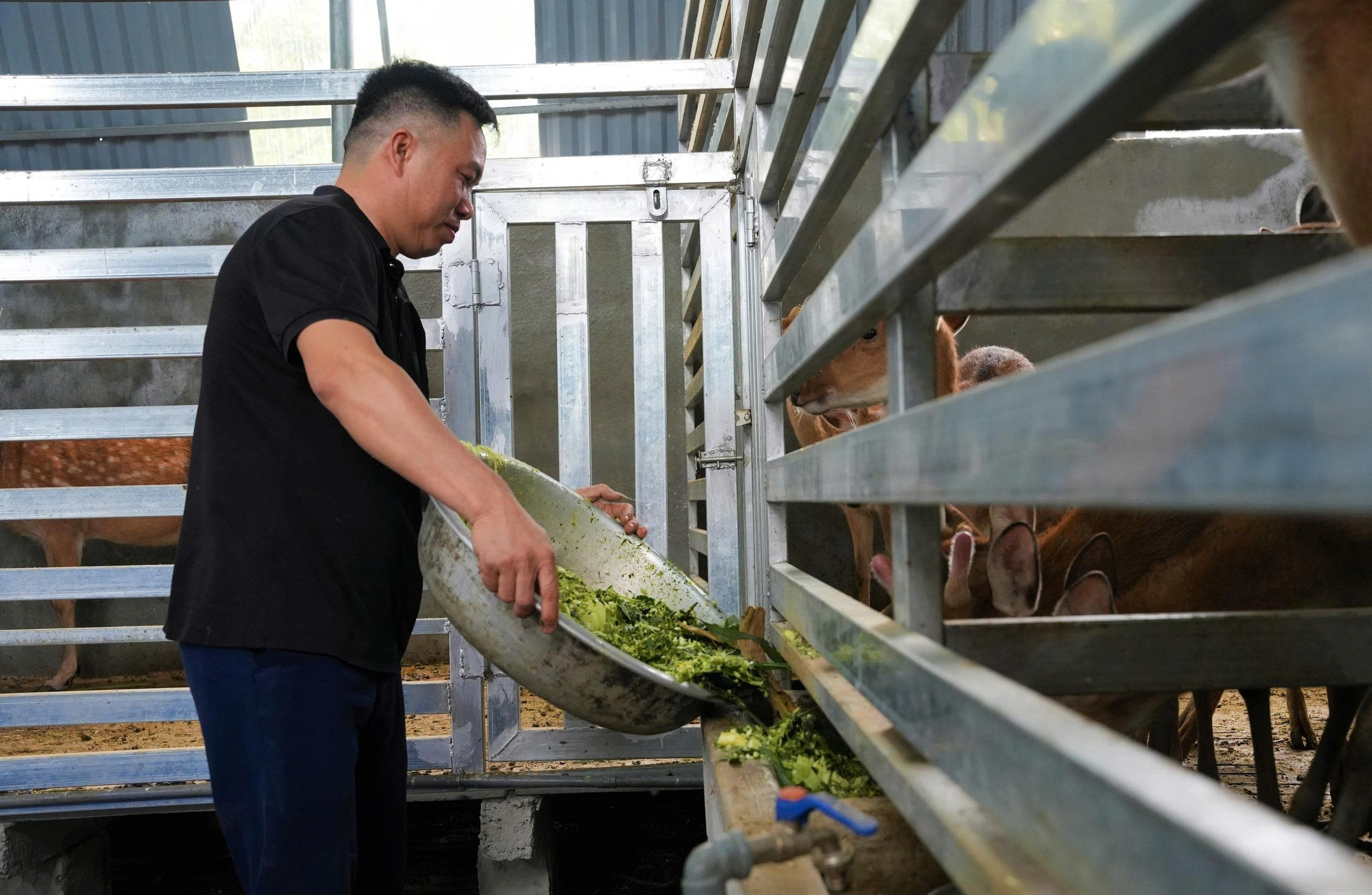 Hiệu quả từ mô hình nuôi hươu sao