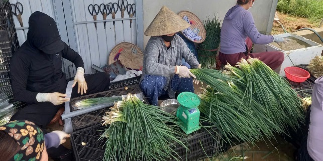 Hiệu quả từ mô hình sản xuất hành lá đạt tiêu chuẩn VietGAP gắn tiêu thụ sản phẩm