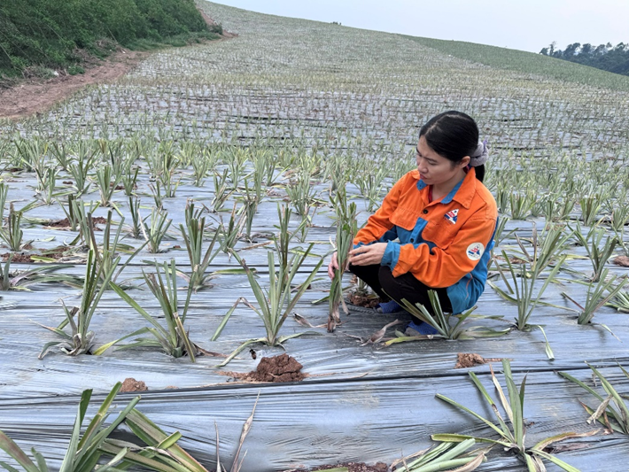 Một số lưu ý phòng bệnh thối nõn dứa thời điểm hiện nay tại Nghệ An