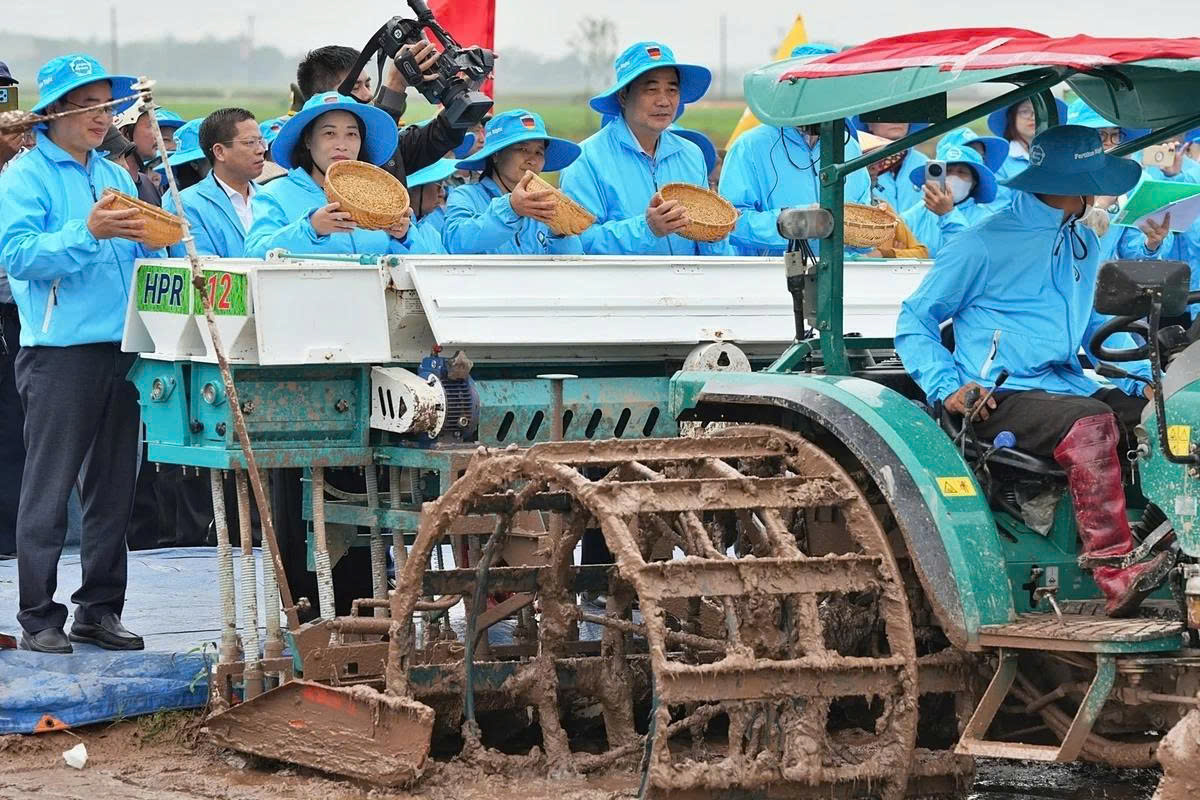 Giữ nông dân ở lại với cây lúa bằng cánh đồng lớn