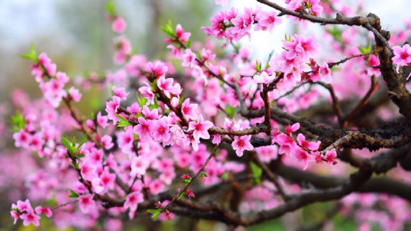 Thơ: Mừng Xuân Mới